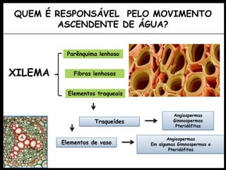 QUEM É RESPONSÁVEL PELO MOVIMENTO
ASCENDENTE DE ÁGUA?
XILEMA Fibras lenhosas
Parênquima lenhoso
Elementos traqueais
Traqueídes
Elementos de vaso
Angiospermas
Gimnospermas
Pteridófitas
Angiospermas
Em algumas Gimnospermas e
Pteridófitas
 
