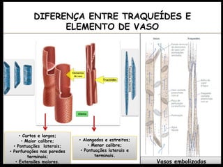 DIFERENÇA ENTRE TRAQUEÍDES E
ELEMENTO DE VASO
• Alongados e estreitos;
• Menor calibre;
• Pontuações laterais e
terminais.
• Curtos e largos;
• Maior calibre;
• Pontuações laterais;
• Perfurações nas paredes
terminais;
• Extensões maiores. Vasos embolizados
 
