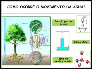 Pressão positiva
da raiz
Capilaridade
Teoria da
coesão e tensão
COMO OCORRE O MOVIMENTO DA ÁGUA?
 