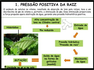 O acúmulo de solutos no xilema, resultado da absorção de íons pela raízes, leva a um
decréscimo do 𝟁s do xilema e, portanto, a diminuição do 𝟁w. Essa diminuição proporciona
a força propulso apara obstrução da água, gerando uma pressão hidrostática positiva.
Alta concentração de
íons no Cilindro central
Ψw reduzido
Entrada de
água
Pressão hidráulica
“Pressão de raiz”
Movimento
da água
Saída de água
na forma de
gotículas
(manhã)
GUTAÇÃO
Hidatódios
Umidade no ar e no solo
1. PRESSÃO POSITIVA DA RAIZ
 
