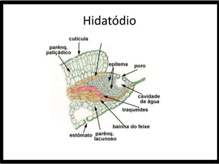 Hidatódio
 