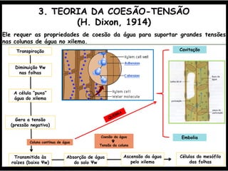 3. TEORIA DA COESÃO-TENSÃO
(H. Dixon, 1914)
Ele requer as propriedades de coesão da água para suportar grandes tensões
nas colunas de água no xilema.
Transpiração
Diminuição Ψw
nas folhas
A célula “puxa”
água do xilema
Gera a tensão
(pressão negativa)
Transmitida às
raízes (baixo Ψw)
Absorção de água
do solo Ψw
Ascensão da água
pelo xilema
Coluna contínua de água
Células do mesófilo
das folhas
Coesão da água
Tensão da coluna
Cavitação
Embolia
 