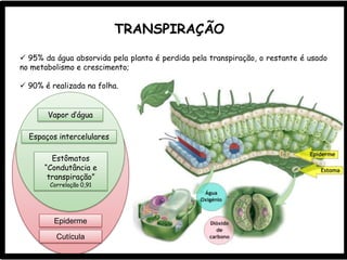 TRANSPIRAÇÃO
 95% da água absorvida pela planta é perdida pela transpiração, o restante é usado
no metabolismo e crescimento;
 90% é realizada na folha.
Vapor d’água
Espaços intercelulares
Estômatos
“Condutância e
transpiração”
Correlação 0,91
Epiderme
Cutícula
 