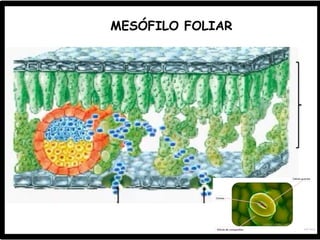 MESÓFILO FOLIAR
 