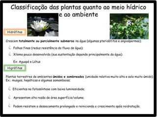 Classificação das plantas quanto ao meio hídrico
e ao ambiente
Hidrófitas
Crescem totalmente ou parcialmente submersa na água (algumas pteridófitos e angiospermas);
Folhas finas (reduz resistência do fluxo de água);
Xilema pouco desenvolvido (sua sustentação depende principalmente da água).
Ex: Aguapé e Lótus
Higrófitas
Plantas terrestres de ambientes úmidos e sombreados (umidade relativa muito alta e solo muito úmido).
Ex.: musgos, hepáticas e algumas samambaias;
Eficientes na fotossíntese com baixa luminosidade;
Apresentam alta razão de área superfície/volume;
Podem resistem a dessecamento prolongado e reiniciando o crescimento após reidratação.
 