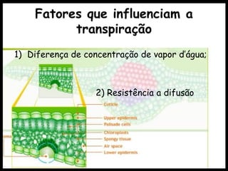 Fatores que influenciam a
transpiração
1) Diferença de concentração de vapor d’água;
2) Resistência a difusão
 