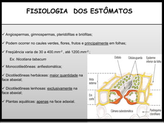 FISIOLOGIA DOS ESTÔMATOS
 Angiospermas, gimnospermas, pteridófitas e briófitas;
 Podem ocorrer no caules verdes, flores, frutos e principalmente em folhas;
 Freqüência varia de 30 a 400.mm-2 , até 1200.mm-2 ;
Ex: Nicotiana tabacum
 Monocotiledôneas: anfiestomática;
 Dicotiledôneas herbáceas: maior quantidade na
face abaxial;
 Dicotiledôneas lenhosas: exclusivamente na
face abaxial;
 Plantas aquáticas: apenas na face adaxial.
 