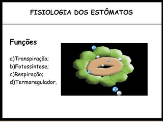 FISIOLOGIA DOS ESTÔMATOS
Funções
a)Transpiração;
b)Fotossíntese;
c)Respiração;
d)Termoregulador.
 