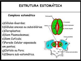 ESTRUTURA ESTOMÁTICA
Complexo estomático
a)Células-Guardas;
b)Células anexas ou subsidiárias;
c)Cloroplastos;
d)Sem Plasmodesmas;
e)Sem Cutícula;
f)Parede Celular espessada
em pontos;
g)Ostíolo ou Poro;
h)Câmara sub-estomática.
 