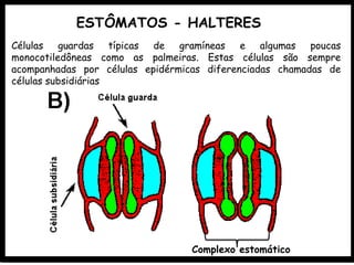 Células guardas típicas de gramíneas e algumas poucas
monocotiledôneas como as palmeiras. Estas células são sempre
acompanhadas por células epidérmicas diferenciadas chamadas de
células subsidiárias
ESTÔMATOS - HALTERES
Complexo estomático
 