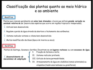 Classificação das plantas quanto ao meio hídrico
e ao ambiente
Mesófitas
Plantas que crescem geralmente em solos bem drenados e locais que sofrem grande variação na
umidade relativa do ar (maioria das espécies que ocorre em regiões tropicais e temperadas).
Cutícula bem desenvolvida;
Regulam a perda de água através da abertura e fechamento dos estômatos;
Xerófitas
Plantas de Caatinga, Savanas e Sertões. Encontram-se em lugares rochosos ou com escassez de água.
I. Fixação de Carbono a noite;
II. Sistema radicular profundo;
III. Cutícula de baixa permeabilidade;
IV. Armazenamento de água em cladódios (ramos achatados) ou
xilopódios (tubérculos lenhosos ou gramíferos).
Sistema radicular extenso e xilema bem desenvolvido;
Muitas mesófilas são decíduas (época de inverno ou seca).
Desenvolvimento de
mecanismos de adaptação
 