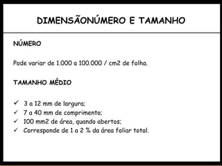 DIMENSÃONÚMERO E TAMANHO
NÚMERO
Pode variar de 1.000 a 100.000 / cm2 de folha.
TAMANHO MÉDIO
 3 a 12 mm de largura;
 7 a 40 mm de comprimento;
 100 mm2 de área, quando abertos;
 Corresponde de 1 a 2 % da área foliar total.
 