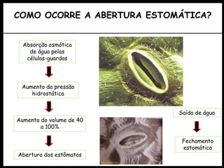 COMO OCORRE A ABERTURA ESTOMÁTICA?
Abertura dos estômatos
Absorção osmótica
de água pelas
células-guardas
Aumento da pressão
hidrostática
Aumento do volume de 40
a 100%
Saída de água
Fechamento
estomático
 