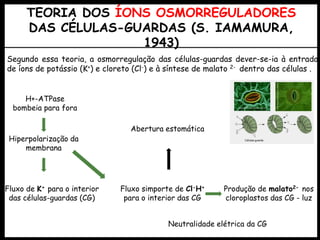 TEORIA DOS ÍONS OSMORREGULADORES
DAS CÉLULAS-GUARDAS (S. IAMAMURA,
1943)
Segundo essa teoria, a osmorregulação das células-guardas dever-se-ia à entrada
de íons de potássio (K+) e cloreto (Cl-) e à síntese de malato 2- dentro das células .
Fluxo de K+ para o interior
das células-guardas (CG)
H+-ATPase
bombeia para fora
Hiperpolarização da
membrana
Produção de malato2- nos
cloroplastos das CG - luz
Fluxo simporte de Cl-H+
para o interior das CG
Abertura estomática
Neutralidade elétrica da CG
 