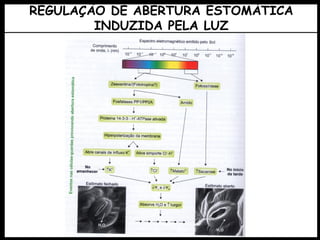 REGULAÇÃO DE ABERTURA ESTOMÁTICA
INDUZIDA PELA LUZ
 