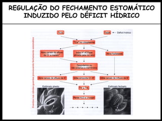 REGULAÇÃO DO FECHAMENTO ESTOMÁTICO
INDUZIDO PELO DÉFICIT HÍDRICO
 
