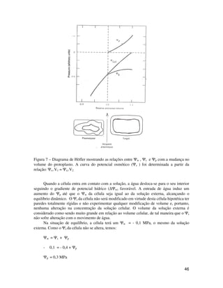 46
Pressure(arbitraryunits)Pressure(arbitraryunits)
Figura 7 – Diagrama de Höfler mostrando as relações entre Ψw , Ψs e Ψp com a mudança no
volume do protoplasto. A curva do potencial osmótico (Ψs ) foi determinada a partir da
relação: Ψs1.V1 = Ψs2.V2
Quando a célula entra em contato com a solução, a água desloca-se para o seu interior
seguindo o gradiente de potencial hídrico (∆Ψw) favorável. A entrada de água induz um
aumento do Ψp até que o Ψw da célula seja igual ao da solução externa, alcançando o
equilíbrio dinâmico. O Ψs da célula não será modificado em virtude desta célula hipotética ter
paredes totalmente rígidas e não experimentar qualquer modificação de volume e, portanto,
nenhuma alteração na concentração da solução celular. O volume da solução externa é
considerado como sendo muito grande em relação ao volume celular, de tal maneira que o Ψs
não sofre alteração com o movimento de água.
Na situação de equilíbrio, a célula terá um Ψw = - 0,1 MPa, o mesmo da solução
externa. Como o Ψs da célula não se altera, temos:
Ψw = Ψs + Ψp
- 0,1 = - 0,4 + Ψp
Ψp = 0,3 MPa
 