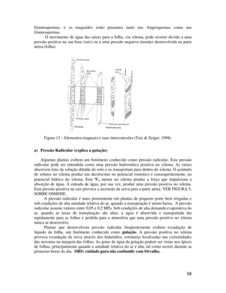 58
Gimnospermas; e os traqueídes estão presentes tanto nas Angiospermas como nas
Gimnospermas.
O movimento de água das raízes para a folha, via xilema, pode ocorrer devido a uma
pressão positiva na sua base (raiz) ou a uma pressão negativa (tensão) desenvolvida na parte
aérea (folha)
Figura 13 – Elementos traqueais e suas interconexões (Taiz & Zeiger, 1998)
a) Pressão Radicular (explica a gutação)
Algumas plantas exibem um fenômeno conhecido como pressão radicular. Esta pressão
radicular pode ser entendida como uma pressão hidrostática positiva no xilema. As raízes
absorvem íons da solução diluída do solo e os transportam para dentro do xilema. O acúmulo
de solutos no xilema produz um decréscimo no potencial osmótico e consequentemente, no
potencial hídrico do xilema. Este Ψw menor no xilema produz a força que impulsiona a
absorção de água. A entrada de água, por sua vez, produz uma pressão positiva no xilema.
Esta pressão positiva na raiz provoca a ascensão da seiva para a parte aérea. VER FIGURA 5,
SOBRE OSMOSE.
A pressão radicular é mais proeminente em plantas de pequeno porte bem irrigadas e
sob condições de alta umidade relativa do ar, quando a transpiração é muito baixa. A pressão
radicular assume valores entre 0,05 e 0,2 MPa. Sob condições de alta demanda evaporativa do
ar, quando as taxas de transpiração são altas, a água é absorvida e transportada tão
rapidamente para as folhas e perdida para a atmosfera que uma pressão positiva no xilema
nunca se desenvolve.
Plantas que desenvolvem pressão radicular freqüentemente exibem exsudação de
líquido da folha, um fenômeno conhecido como gutação. A pressão positiva no xilema
provoca exsudação da seiva através dos hidatódios, estruturas localizadas nas extremidades
das nervuras na margem das folhas. As gotas de água da gutação podem ser vistas nos ápices
de folhas, principalmente quando a umidade relativa do ar é alta, tal como ocorre durante as
primeiras horas do dia. OBS: cuidado para não confundir com Orvalho.
 