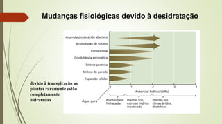 Mudanças fisiológicas devido à desidratação
devido à transpiração as
plantas raramente estão
completamente
hidratadas
 