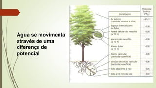 Água se movimenta
através de uma
diferença de
potencial
 