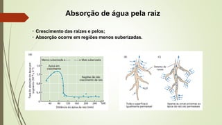 • Crescimento das raízes e pelos;
• Absorção ocorre em regiões menos suberizadas.
Absorção de água pela raiz
 