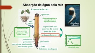Absorção de água pela raiz
plântula de
rabanete
J.W. Kinball
coifa
procâmbio
meristema apical
endoderme
pelos radiculares
Estrutura da raiz
epiderme
raiz
lateral
próderme
responsáveis pela
absorção da maior
parte da água
bainha de mucilagem
meristema fundamental
regiões da raiz de:
maturação celular
alongamento celular
divisão celular
regiões mais maduras de
raiz em grande parte
impermeáveis à água
vel
absorção
de
água
distância da ponta
grau de suberização
 