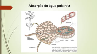 Absorção de água pela raiz
 