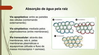 Absorção de água pela raiz
Via apoplástica: entre as paredes
das células (contornando
externamente);
Via simplástica: mediada pelos
plasmodesmos (entre membranas);
Via transcelular: através das
membranas, isto é, pelas
membranas plasmáticas e
aquaporinas (difusão e fluxo de
massa microscópico = osmose).
 