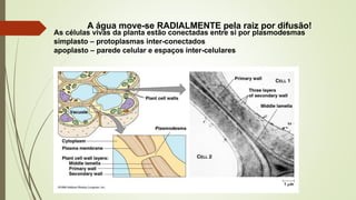 A água move-se RADIALMENTE pela raiz por difusão!
As células vivas da planta estão conectadas entre si por plasmodesmas
simplasto – protoplasmas inter-conectados
apoplasto – parede celular e espaços inter-celulares
 