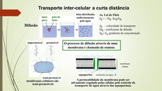 Difusão
água
pura
gota de
tinta
tinta distribuída
uniformemente
pela água
Transporte inter-celular a curta distância
impermeável permeável
semi-permeável
membranas celulares são
semi-permeáveis
O processo de difusão através de uma
membrana é chamado de osmose
1a. Lei de Flick
JS = - DS cS/X
JS - velocidade de transporte
DS - coeficiente de difusão
S / x gradiente de concentração
aquaporina
membrana
celular
moléculas de água
A permeabilidade da membrana pode ser
ativamente regulada pelas células pelo controle do
transporte de água através das aquaporinas.
 