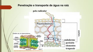 Penetração e transporte de água na raiz
cortex
pelo radicular
epiderme
endoderme
periciclo
elementos
traqueais
http://micro.magnet.fsu.edu/cells/plants/images/plasmodesmatafigure1.jpg
Detalhe de um plasmodesma
 