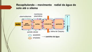Recapitulando – movimento radial da água do
solo até o xilema
solo
plasmodesmas
membrana
plasmática
estria de Caspary
apoplasto
simplasto
parede celular
caminho da água
pelo
radicular
cortex endoderme periciclo
xilema
 