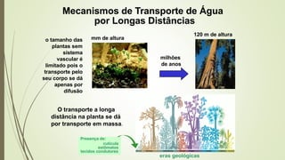 Mecanismos de Transporte de Água
por Longas Distâncias
milhões
de anos
mm de altura
120 m de altura
O transporte a longa
distância na planta se dá
por transporte em massa.
Presença de:
cutícula
estômatos
tecidos condutores
eras geológicas
o tamanho das
plantas sem
sistema
vascular é
limitado pois o
transporte pelo
seu corpo se dá
apenas por
difusão
 