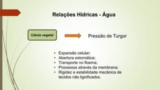 Relações Hídricas - Água
Pressão de Turgor
Célula vegetal
• Expansão celular;
• Abertura estomática;
• Transporte no floema;
• Processos através da membrana;
• Rigidez e estabilidade mecânica de
tecidos não lignificados.
 