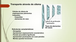 Transporte através do xilema
Células do xilema de
angiospermas (elementos
traqueais):
- traqueídes
- elementos de vaso
placas de perfuração
pontoações
Tipos de elementos
de vasos
Estruturas características:
- Alongadas
- Apresentam espessamento característico
- Parede secundária lignificada
- Apresentam pontoações em suas paredes
- Mortas quando funcionais
 