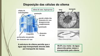 Disposição das células do xilema
99,5% (ou mais) da água
absorvida pelas raízes é
transportada pelo xilema.
Pinus (Gimnosperma)
toro margem
células do
esclerênquima
traqueídes
perfurações nas paredes
dos elementos de vaso
A estrutura do xilema permite que a
água seja transportada através dele
por transporte de massa.
elementos
de vaso
parede celular dos
elementos de vaso
desapareceram
completamente
pontoação
pontoação
xilema de uma Angiosperma
 