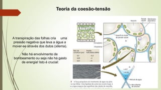 Teoria da coesão-tensão
A transpiração das folhas cria uma
pressão negativa que leva a água a
mover-se através dos dutos (xilema).
Não há envolvimento de
bombeamento ou seja não há gasto
de energia! Isto é crucial:
 