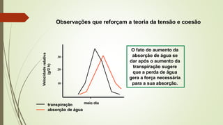 meio dia
transpiração
absorção de água
Velocidade
relativa
(g/2
h)
30
20
10
O fato do aumento da
absorção de água se
dar após o aumento da
transpiração sugere
que a perda de água
gera a força necessária
para a sua absorção.
Observações que reforçam a teoria da tensão e coesão
 