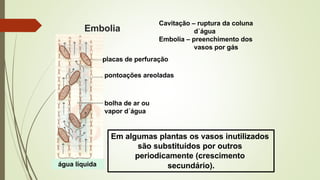 Embolia
água líquida
Cavitação – ruptura da coluna
d´água
Embolia – preenchimento dos
vasos por gás
placas de perfuração
pontoações areoladas
bolha de ar ou
vapor d´água
Em algumas plantas os vasos inutilizados
são substituídos por outros
periodicamente (crescimento
secundário).
 