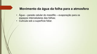 Movimento da água da folha para a atmosfera
• Água – parede celular do mesófilo – evaporação para os
espaços intercelulares das folhas;
• Cutícula sob a superfície foliar.
 