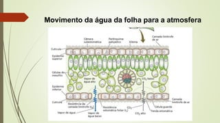 Movimento da água da folha para a atmosfera
 