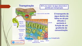 Transpiração
epiderme
superior
epiderme
inferior
parênquima
palissádico
parênquima
lacunoso
estômato
célula
guarda
corte transversal de uma folha
xilema
floema
cutícula
transpiração
células da
bainha do feixe
cutícula
venação
densa
O transporte de
água dentro da
folha se dá por
difusão e
portanto é
função de um
gradiente de
concentração.
99 % (ou mais) da água absorvida é
perdida por transpiração
0,XX umidade relativa
0,99
0,95
0,50 transpiração
 