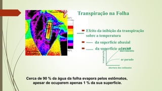 Prof. H. Jones
Universidade de Dundee
Phaseolus vulgaris
Transpiração na Folha
 Efeito da inibição da transpiração
sobre a temperatura
 ----- da superfície abaxial
 ....... da superfície adaxial
ar parado
abertura dos estômatos
Cerca de 90 % da água da folha evapora pelos estômatos,
apesar de ocuparem apenas 1 % da sua superfície.
ar em
movimento
transpiração
 