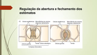Regulação da abertura e fechamento dos
estômatos
 