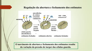 Regulação da abertura e fechamento dos estômatos
O movimento de abertura e fechamento dos estômatos resulta
da variação da pressão de turgor das células guarda.
células
guarda
túrgidas
células
guarda
flácidas
células guarda
(dicotiledônea)
estômatos fechados estômatos fechados
estômatos abertos
microfibrilas
de celulose
orientadas
radialmente
1000 – 12000
estômatos/cm2
sacarose sacarose
 
