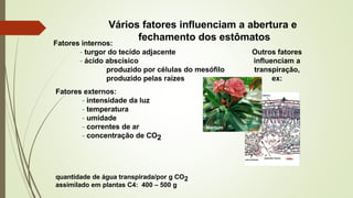 Vários fatores influenciam a abertura e
fechamento dos estômatos
Fatores internos:
- turgor do tecido adjacente
- ácido abscísico
produzido por células do mesófilo
produzido pelas raízes
Fatores externos:
- intensidade da luz
- temperatura
- umidade
- correntes de ar
- concentração de CO2
Nerium
Outros fatores
influenciam a
transpiração,
ex:
quantidade de água transpirada/por g CO2
assimilado em plantas C4: 400 – 500 g
 