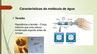 Características da molécula de água
✓ Tensão
Resistência a tensão – Força
máxima que uma coluna
ininterrupta suporta antes de
romper.
 