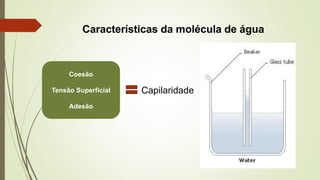 Características da molécula de água
Coesão
Tensão Superficial
Adesão
Capilaridade
 