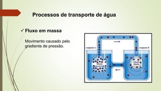 Processos de transporte de água
✓ Fluxo em massa
Movimento causado pelo
gradiente de pressão.
 