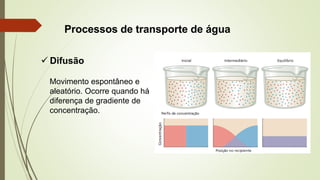 Processos de transporte de água
✓ Difusão
Movimento espontâneo e
aleatório. Ocorre quando há
diferença de gradiente de
concentração.
 